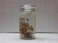 藏品(史氏鮋)的圖片